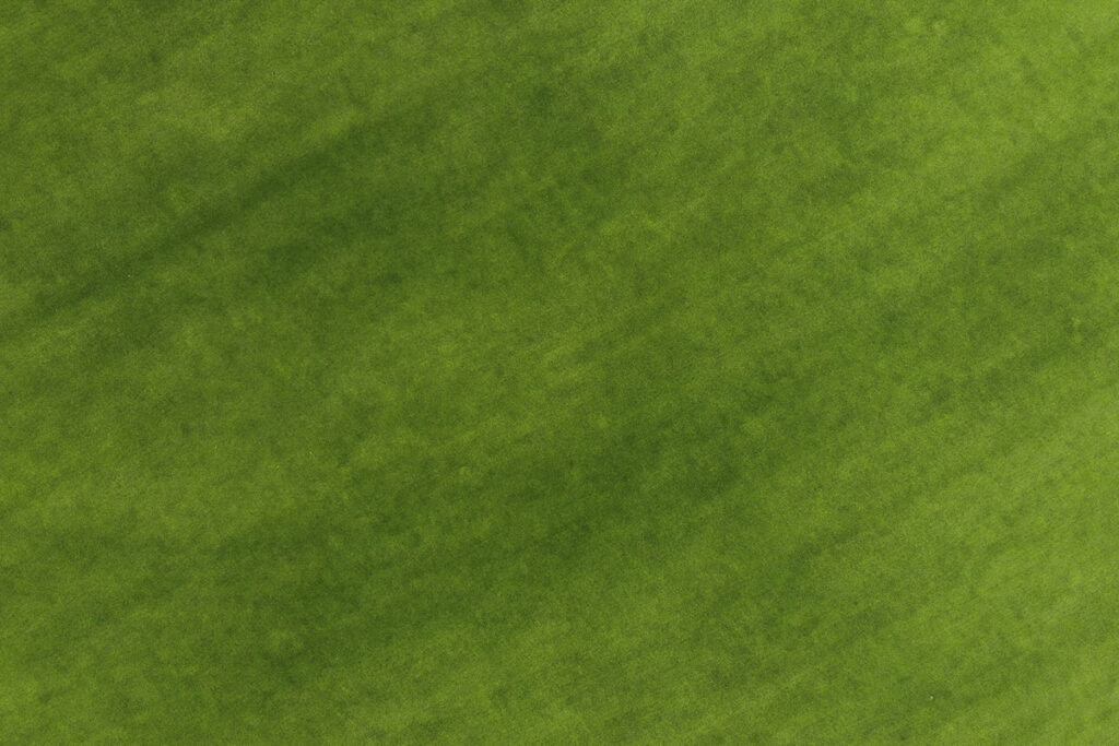 Grass
